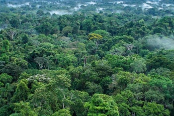 Pression accrue sur la déforestation importée : Approche plus stricte sur la traçabilité des chaînes d’approvisionnement